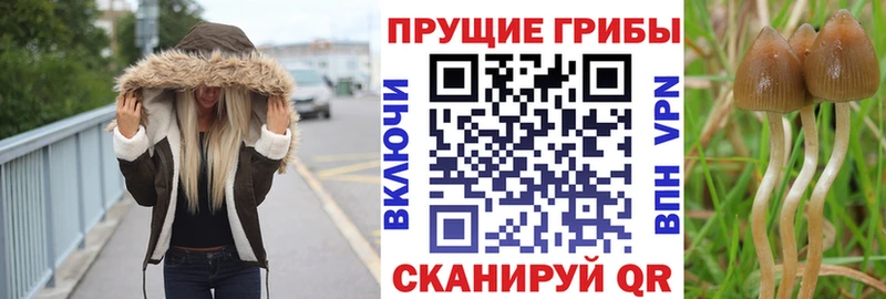 Галлюциногенные грибы Psilocybine cubensis  как найти   Жуковка 